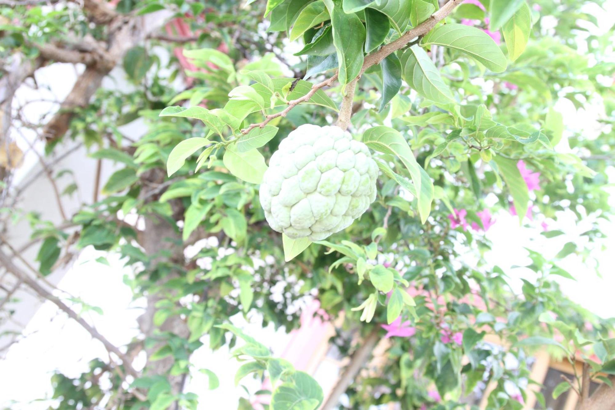 Sweetsop Jamaica Villa And Tours Montego Bay Kültér fotó
